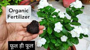 We did not find results for: Vinca Plant Care N Best Free Organic Fertilizer Sadabahar Plant Periwinkle Plant Youtube