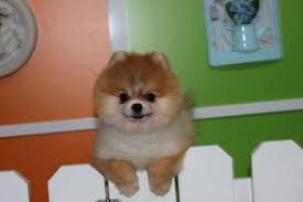Orjinal Pomeranian Boolar Orjinal Pomeranian Boolar Kopek Kopekseverler Kopeksahiplendirme Kopekyavrusu Evcilhayvan Evcilh Evcil Hayvanlar Kopek Ordu