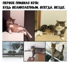 pin ot polzovatelya mimi na doske prikolyuhi memy veselye memy smeshno