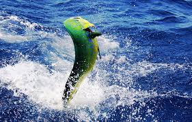 Deep Sea Fishing Punta Cana Private Charter Seapro Divers