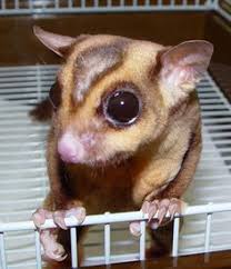 25 Best Colors Of Sugar Gliders Images Gliders My Little