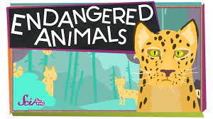 Conservation And Endangered Species Theschoolrun