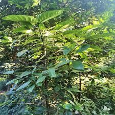 Image result for Oxyanthus pyriformis