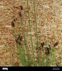 Image result for Bulbostylis hispidula