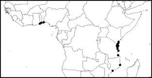 Image result for Pseudovigna