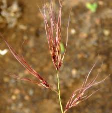 Image result for Aristida effusa