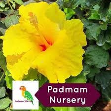 Image result for Hibiscus panduriformis