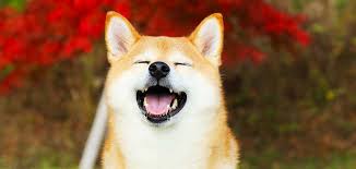 Stunning shiba inu puppies now ready for adoption. Shiba Inu Dog Breed Information Wonderful Watchdog Or Perfect Pet