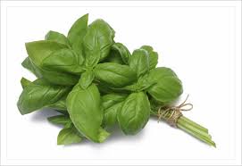 Resultado de imagen de Albahaca siempre fresca