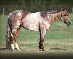 Yosemite is a very special gelding with the sweetest temperament you could ask for! Blogpage Metallic Cat