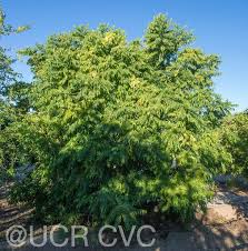 Image result for Clausena