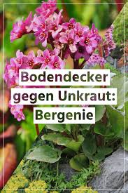 Die Bergenie Ist Der Perfekte Bodendecker Gegen Unkraut Unkraut Im Garten Bergenie Bodendecker Gegen Unkraut