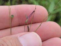 Image result for Schwenckia