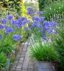 Image result for Agapanthus campanulatus