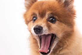 Little Red Dog Lying On A White Backgrou Free Photo Freepik Freephoto Background Dog Animal Red In 2020 Dog Canvas Dogs Canvas Prints