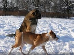 Резултат с изображение за кавказка овчарка