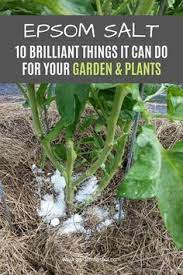 Epsom Salt 10 Brilliant Things It Can Do For Your Garden Plants Garden Remedies Plants Garden Plants