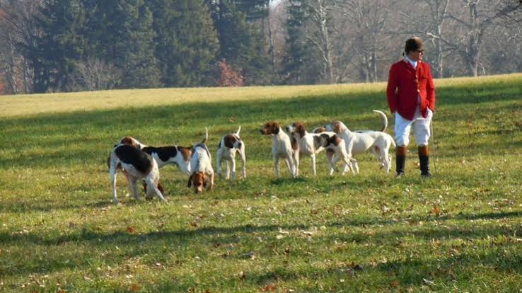 Hunting with dogs & the unenforceable ban | Animal Rights & Wrongs