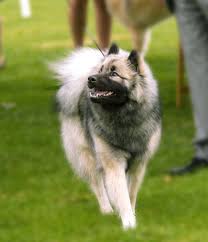 We hope you enjoy it and find all the relevant breed information that you are looking for. Eurasier