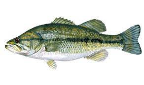 Great Clip Art Of Freshwater Fish Fish Fish Painting Fish Illustration