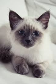 They will fully develop their point color as they get older. White Living Cute Cats Pretty Cats Cute Animals
