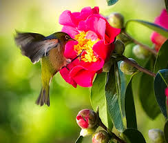 Birds and flowers hd wallpaper. Wallpaper Pink Flower Green Bird Nature Canon Golden Feeding Wildlife Finch 7d Nectar 70200 Laflormasbella Sxbaird Stewartbaird 1500x1275 755630 Hd Wallpapers Wallhere