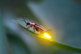 Firefly, one of the fascinating beetle that abound in malaysia at one time and is now fast disappearing due to the fast pace of development. Kuala Selangor Firefly Tour Marriott