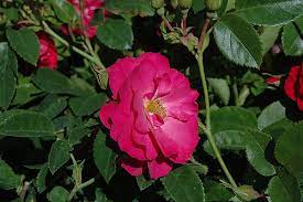 We did not find results for: Story Of The John Cabot Rose Group Newfoundland Horticultural Society