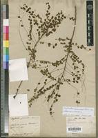 Image result for Phyllanthus nummulariifolius