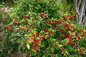 Image result for Ochna serrulata