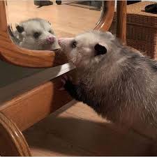 Opossum Possum Cute Coffee Tea Mug 11oz Premium Marsupial Etsy Opossum Awesome Possum Cute Baby Animals