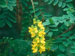 Image result for Calpurnia aurea