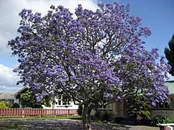 Image result for Jacaranda mimosifolia