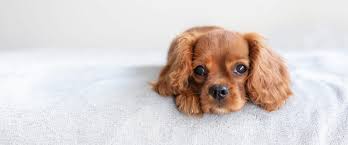 Unique Pet Food Yeni Mama Ozel Mama