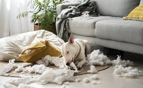 Photo Pourquoi mon chien détruit-il tous les objets à sa portée quand je ...