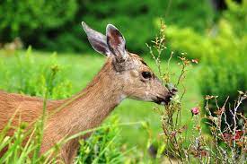 Check spelling or type a new query. 20 Ways To Deter Deer And Keep Them Out Of Your Garden Humanely