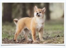 When selecting a pet shiba, always decide on the intellectual of the pups and not the look. Best Make Shiba Inu For Sale You Will Read This Year In 2020 Dog Breed