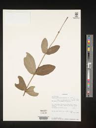 Image result for Hypericophyllum compositarum