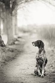 Black And White Pointer German Shorthaired Pointer Just Like My Sisters Dog Joc But She Is All Black And White German Shorthaired Pointer Dogs Dog Life