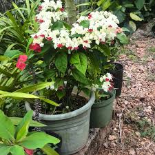 Bleeding heart vine uses tropical bleeding hearts are popularly used as a lovely hanging basket ornament, house plant, garden plant, and a container plant. Clerodendrum Thomsoniae Bleeding Heart Vine In Gardentags Plant Encyclopedia