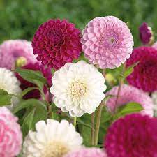 Dahlia Old English Mixed Ball Dahlia Bulbs Departments Diy At B Q Container Gardening Flowers Dahlia Garden Planning