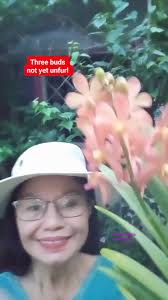 Only three buds left to full bloom, mokara orange