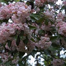 Variété horticole récente au feuillage très fin, évoluant du rose printanier, en passant par le ce nandina est un arbuste persistant, élégant, à la végétation dense et changeante. Kalmia Latifolia Laurier Des Montagnes Arbuste Persistant A Fleurs Rose Pale Pour Sol Acide Arbustes A Feuillage Persistant Laurier Des Montagnes Arbuste