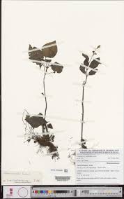 Image result for Calvoa orientalis