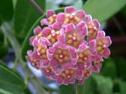 Hoya Davidcummingii Indoor Flower Hoya Plants Bonsai Flower Garden Plant Pots
