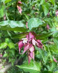 Image result for Hyparrhenia formosa