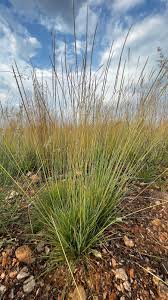 Image result for Tristachya rehmannii