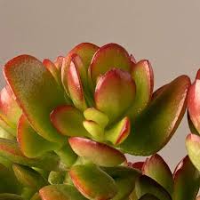 Check spelling or type a new query. Crassula Ovata California Red Tip Plant Lust