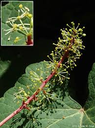 Image result for Vitis