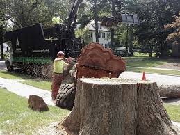 Check spelling or type a new query. Edwardsville Tree Service Madison County Tree Removal Company